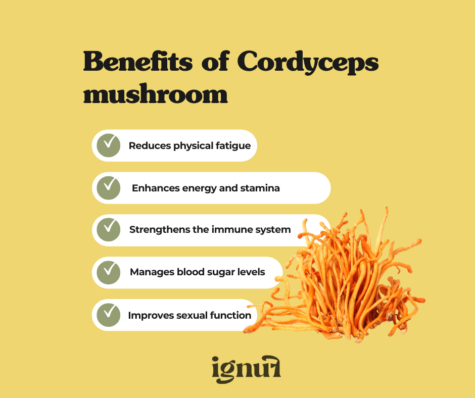 Cordyceps “The Performer” Mushroom Extract