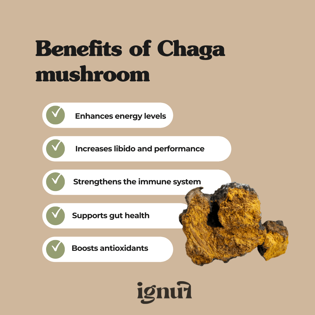 Chaga “The Longevity” Mushroom Extract - IGNUF