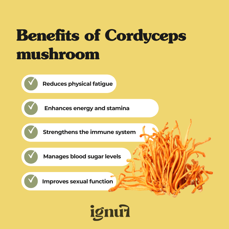 Cordyceps “The Performer” Mushroom Extract - IGNUF
