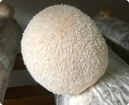 Lion's Mane