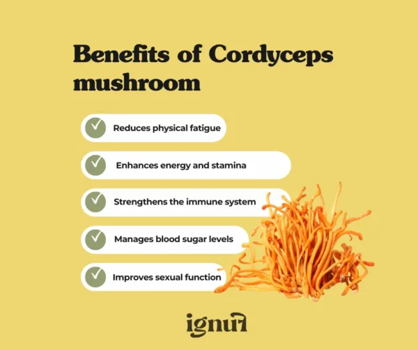 Cordyceps “The Performer” Mushroom Extract - Image 4