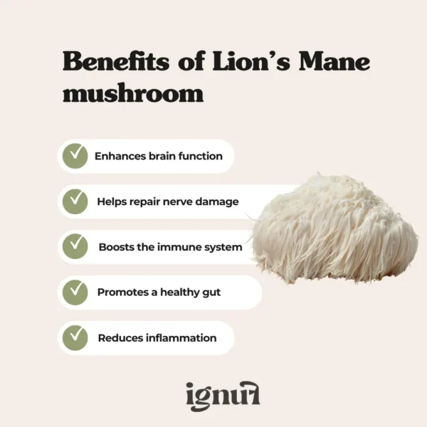 Lion's Mane  “The Creator” Mushroom Extract - Image 4